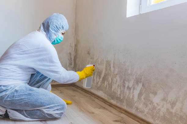 Mold Remediation specialist working in Washington Grove